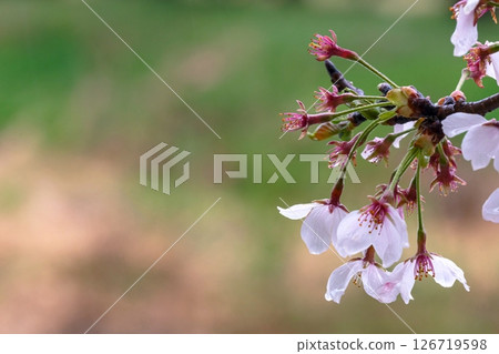 250423 Miyagawa Green Park Sakura G204 126719598