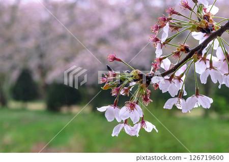 250423 Miyagawa Green Park Sakura G208 126719600