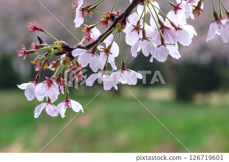 250423 Miyagawa Green Park Sakura G211 126719601