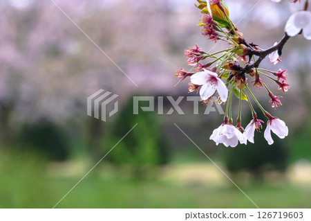 250423宮川綠色公園櫻花G216 126719603