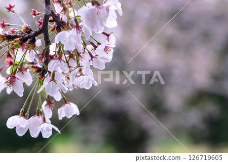 250423 Miyagawa Green Park Sakura G222 126719605