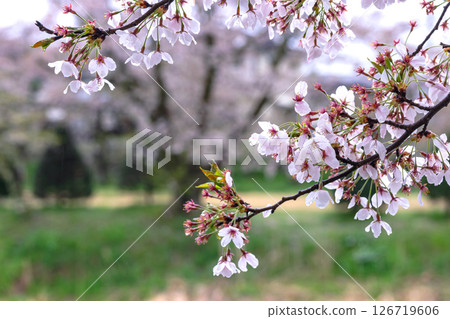 250423 Miyagawa Green Park Sakura G231 126719606