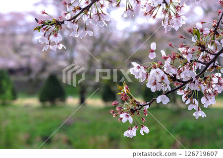 250423宮川綠色公園櫻花G236 126719607