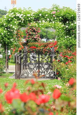 橫須賀維爾尼公園玫瑰園 橫須賀維爾尼公園玫瑰園 126719649