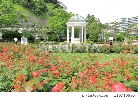 橫須賀維爾尼公園玫瑰園 橫須賀維爾尼公園玫瑰園 126719650