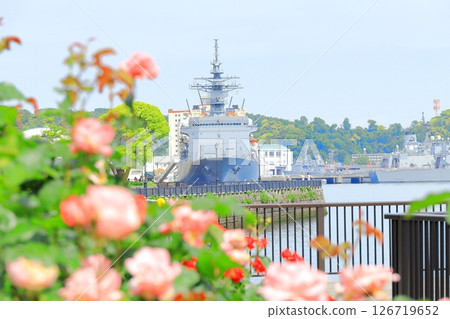 橫須賀維爾尼公園玫瑰園 橫須賀維爾尼公園玫瑰園 126719652