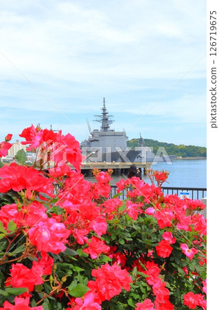 Yokosuka Verny Park Rose Garden Yokosuka Verny Park Rose Garden 126719675