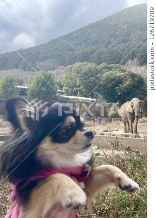 Elephant and Pomeranian puppy Elephant and Pomeranian puppy 126719709