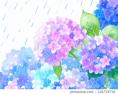 繡球花雨季 126719716