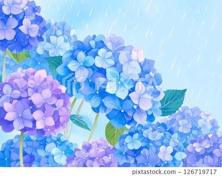 Hydrangea rain rainy season 126719717