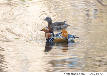 A pair of mandarin ducks relaxing in a pond 126719720