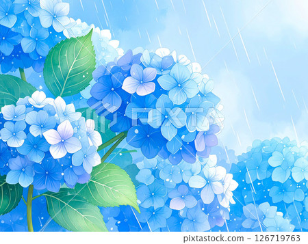 Hydrangea rain rainy season Hydrangea rain rainy season 126719763