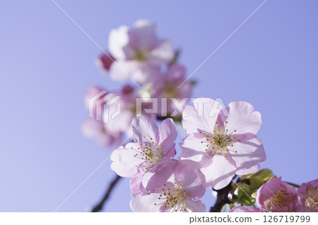 Kawazu cherry blossoms in Kyoto and blue spring sky 126719799