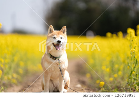 一隻可愛的柴犬在油菜花田裡玩耍。柴犬茜 126719955