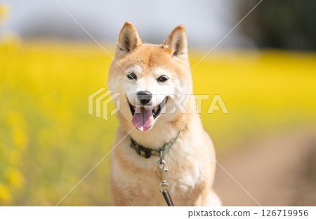 A cute Shiba Inu playing in a rapeseed flower field. Shiba Inu Akane 126719956