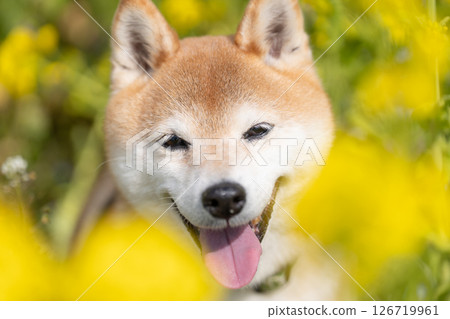 A cute Shiba Inu playing in a rapeseed flower field. Shiba Inu Akane A cute Shiba Inu playing in a rapeseed flower field. Shiba Inu Akane 126719961