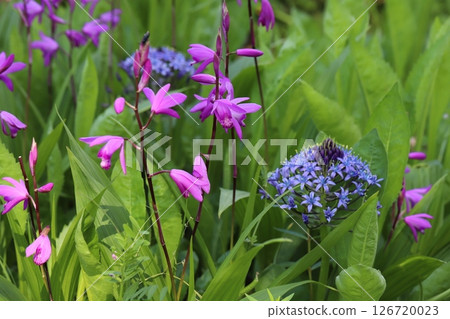 Purple hyacinth flowers and pink iris flowers blooming in a park in spring 126720023