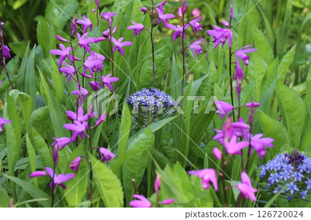 Purple hyacinth flowers and pink iris flowers blooming in a park in spring 126720024