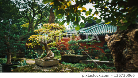 Chengdu, Sichuan, China. Garden Area Of Wuhou Memorial Temple. Many Ornamental Bonsai Tree. Penjing Also Known As Penzai. Ancient Chinese Art Of Depicting Artistically Formed Trees. Calm And Chengdu, Sichuan, China. Garden Area Of Wuhou Memorial Temple. Many Ornamental Bonsai Tree. Penjing Also Known As Penzai. Ancient Chinese Art Of Depicting Artistically Formed Trees. Calm And 126720066