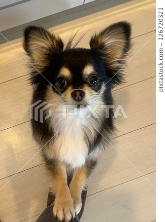 Pomechiwa puppy looking up with both hands together Pomechiwa puppy looking up with both hands together 126720321