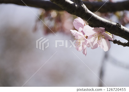 日本京都河津櫻花 — 櫻花花瓣特寫 126720455