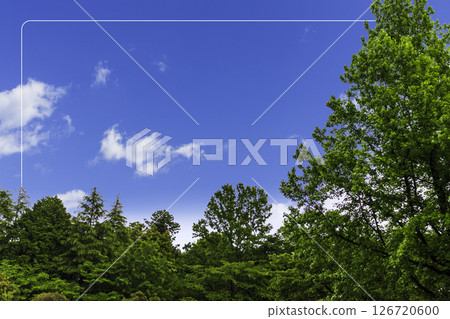 Forest and sky background_frame white frame 126720600