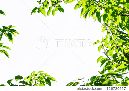 新鮮的綠色背景_白色背景 126720637