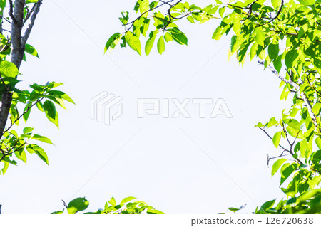 Fresh green background_white background 126720638
