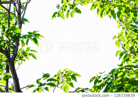 新鮮的綠色背景_白色背景 126720639