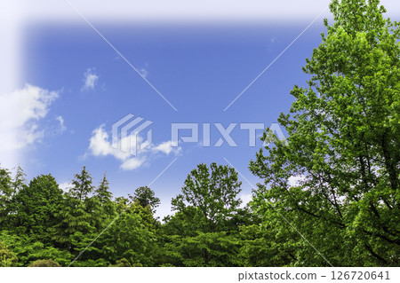Frame of fresh green leaves, blue sky and white clouds 126720641