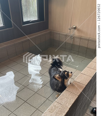 Pomechiwa puppy soaking in hot spring 126720652
