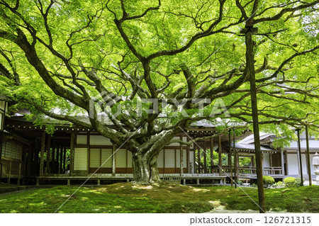 Raizan Senryoji Temple with beautiful fresh greenery (Itoshima City, Fukuoka Prefecture) 126721315