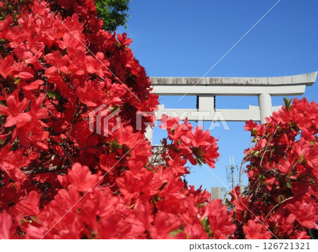 盛開的霧島杜鵑花和長岡天滿宮的鳥居 盛開的霧島杜鵑花和長岡天滿宮的鳥居 126721321