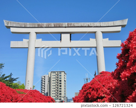 Kirishima azalea in full bloom and the torii gate of Nagaoka Tenmangu Shrine Kirishima azalea in full bloom and the torii gate of Nagaoka Tenmangu Shrine 126721324