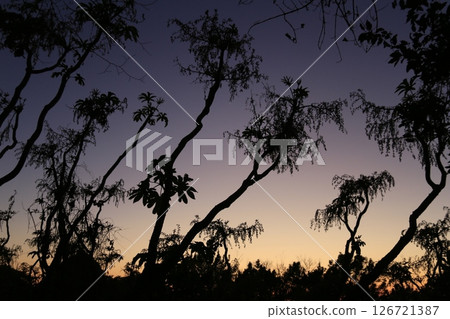 Tree illuminated by the setting sun 126721387