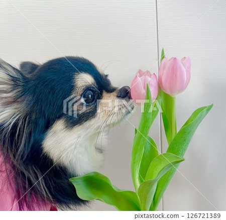 Pomechiwa puppy who loves tulips Pomechiwa puppy who loves tulips 126721389