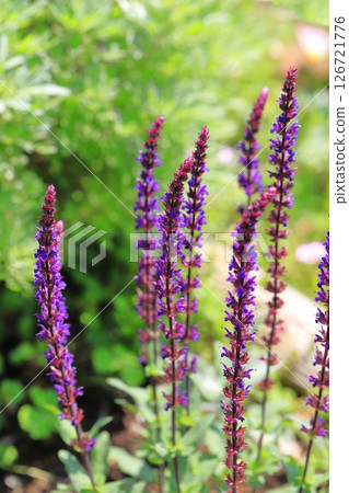 Salvia nemorosa Caradonna (Woodland Sage) Salvia nemorosa Caradonna (Woodland Sage) 126721776