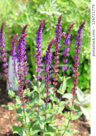 Salvia nemorosa caradonna（林地鼠尾草） 126721778