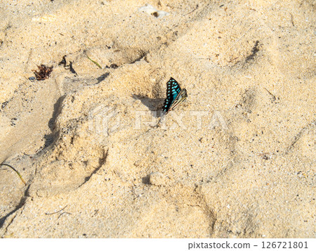 Mikado swallowtail butterfly of Ishigaki Island (Ishigaki City, Okinawa Prefecture) Mikado swallowtail butterfly of Ishigaki Island (Ishigaki City, Okinawa Prefecture) 126721801