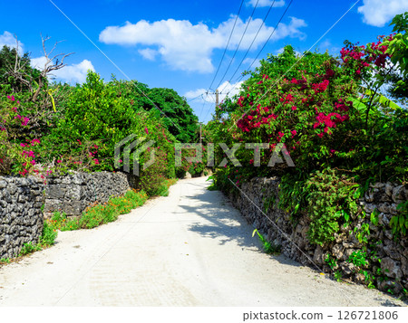 竹富島的三角梅盛開(沖繩縣竹富町) 竹富島的三角梅盛開(沖繩縣竹富町) 126721806