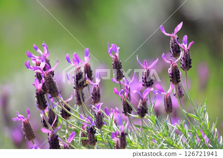 初夏花園法國薰衣草 初夏花園法國薰衣草 126721941
