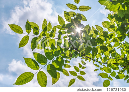 Sunlight penetrates green leaves under blue sky and white clouds Sunlight penetrates green leaves under blue sky and white clouds 126721980
