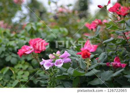 紅花 紅花 126722065