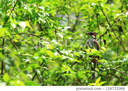 bird is looking for prey on a tree branch. 126722066
