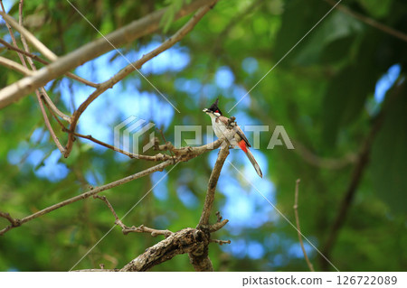 bird is looking for prey on a tree branch. bird is looking for prey on a tree branch. 126722089