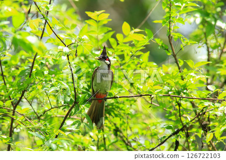 bird is looking for prey on a tree branch. bird is looking for prey on a tree branch. 126722103