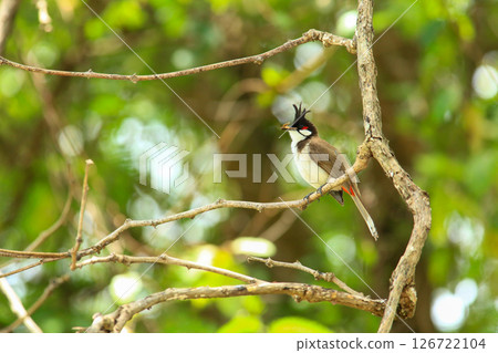 bird is looking for prey on a tree branch. 126722104
