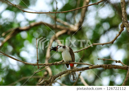 bird is looking for prey on a tree branch. 126722112