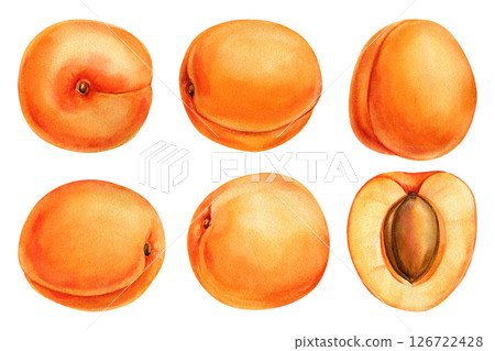 Apricot Watercolor Clipart Set, Hand Painted Fresh Apricots Whole and Halved, Summer Fruit Illustration, Isolated Food Design 126722428