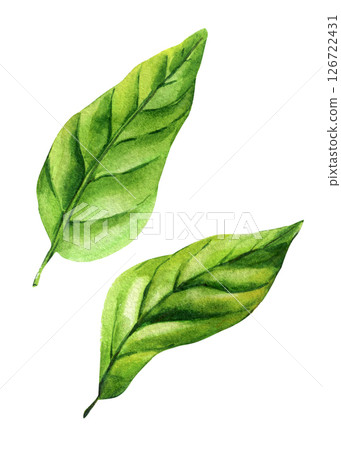 Watercolor green leaves illustration, hand painted botanical foliage, natural tropical leaf clipart isolated on white background 126722431